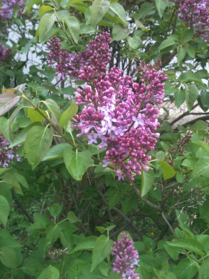 lilacs